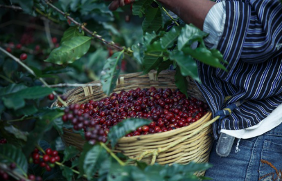 image-36 Qual a diferença entre café tradicional e café especial?